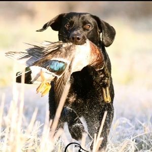 Meet your Posher, Logan